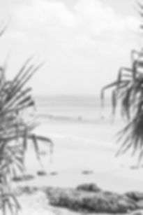 PBB212 |  PANDANUS II - B&W