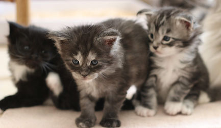 maine-coon-chatons-mignons2.jpg