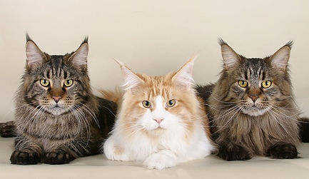 maine-coon_pixabay.jpg