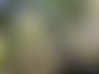 Um Banho de Floresta