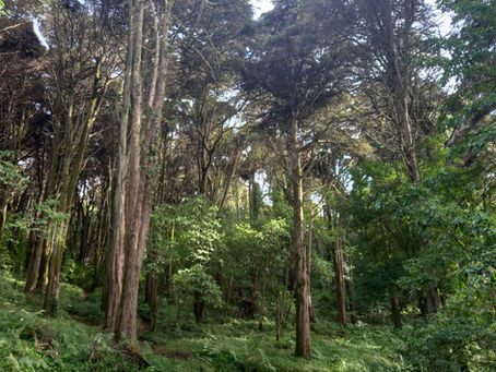 Desenhar e Sentir, imergindo na natureza