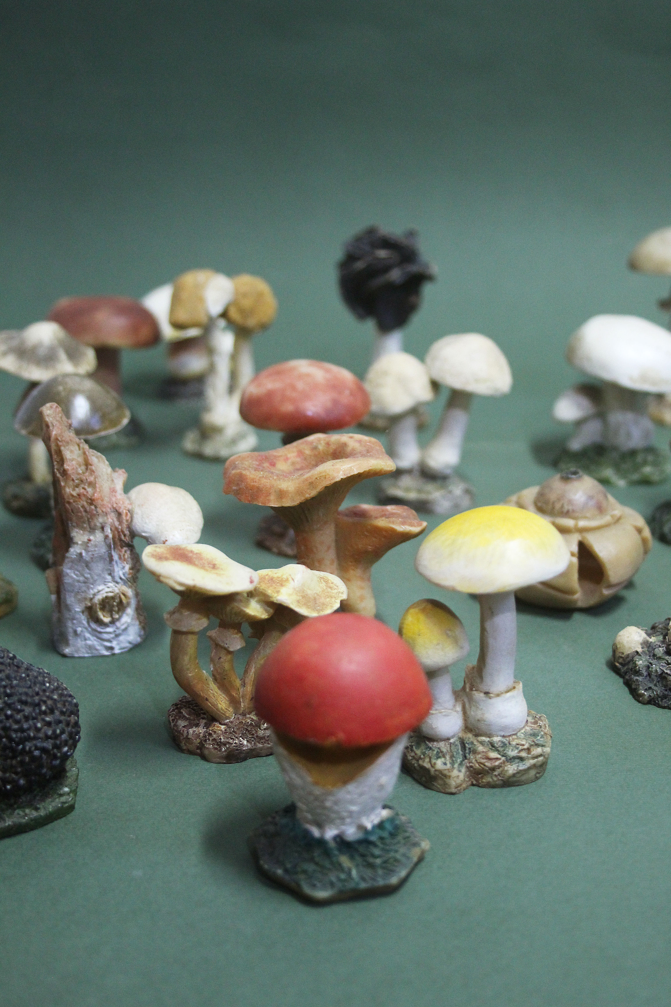 Collezione vintage di 30 Modelli botanici di Funghi