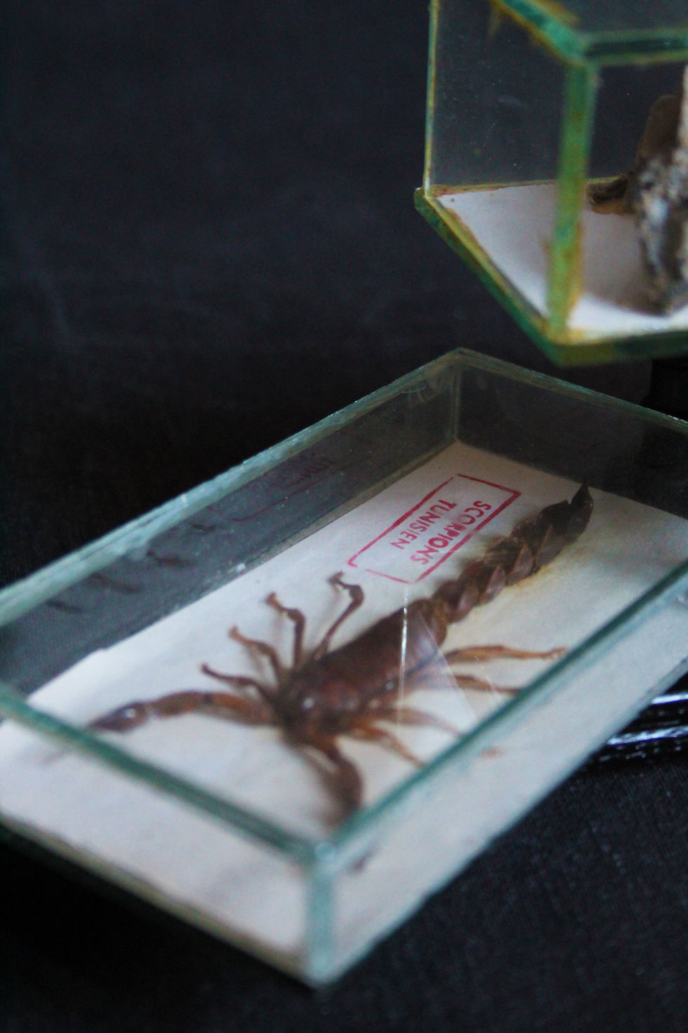 Thumbnail: Set of 3 display cases, mummified chameleon and scorpions