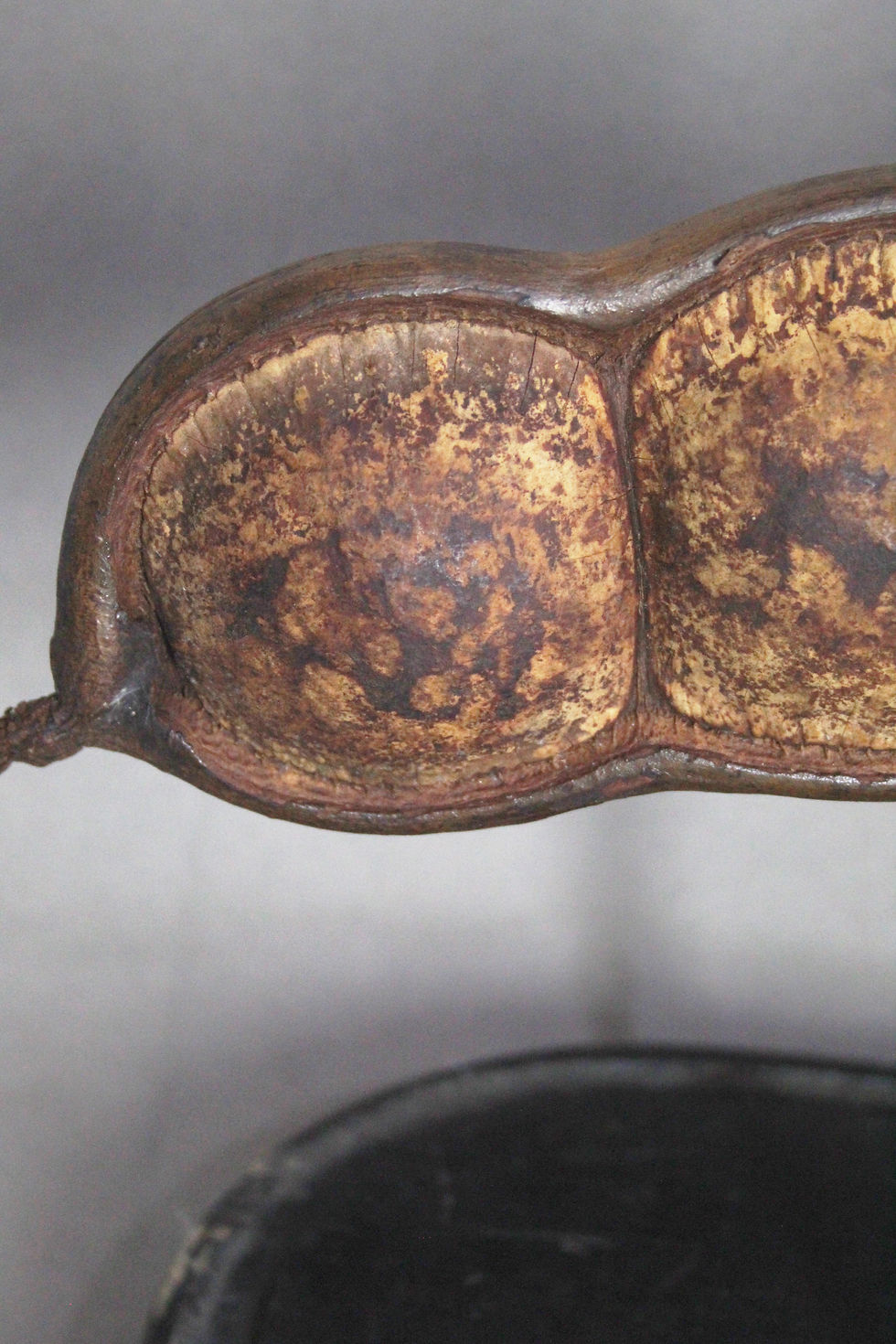 Miniatura: Entada gigas