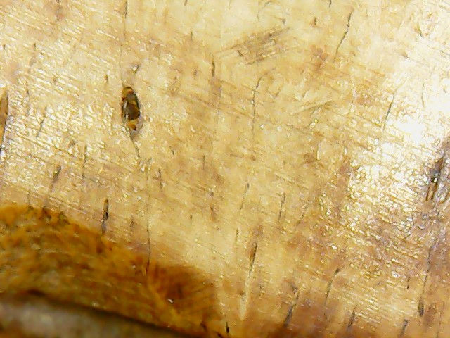 Miniatura: Memento Mori in Corno, Giano Bifronte