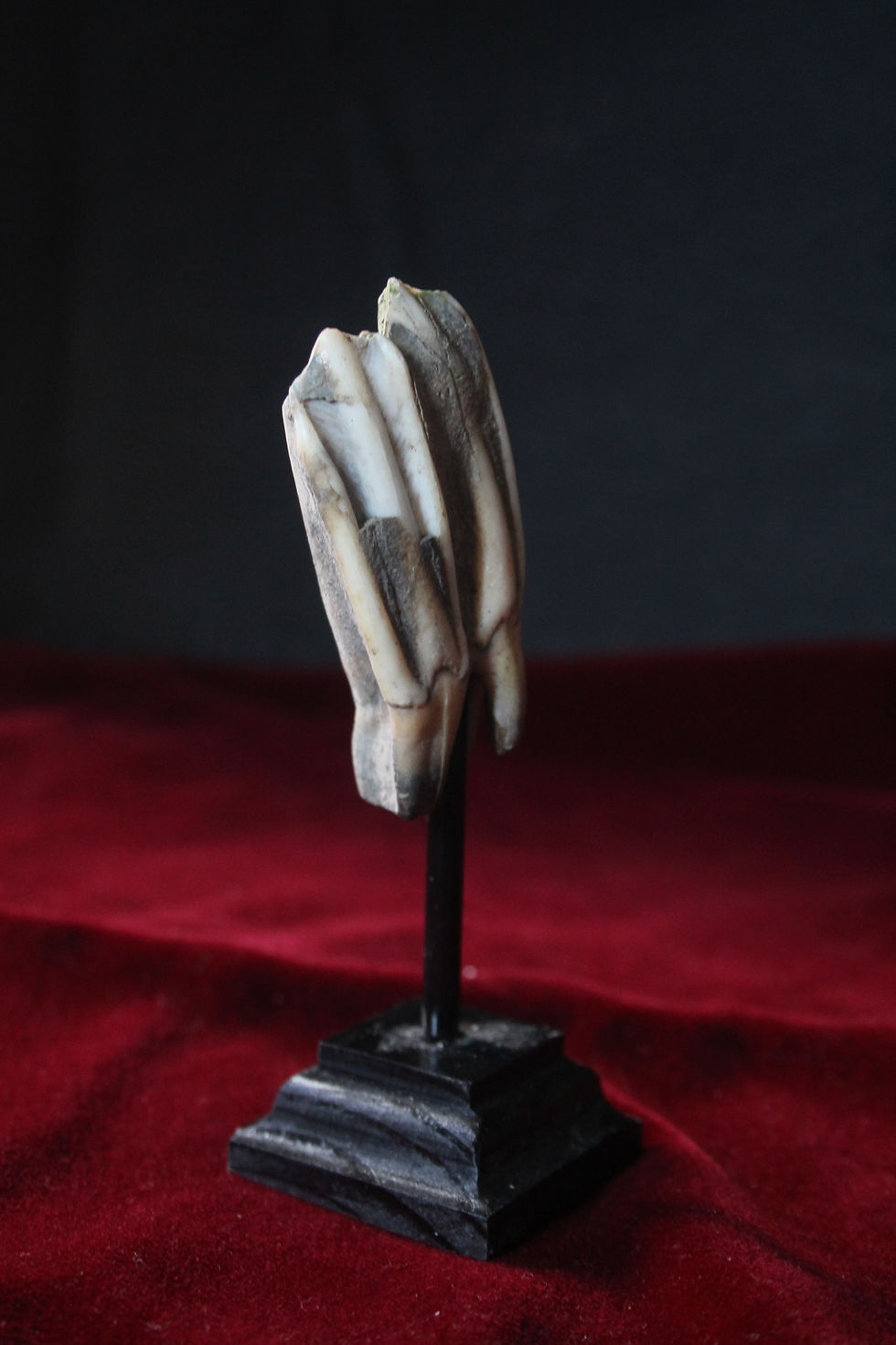 Miniatura: Collezione di denti di mammifero semi fossilizzati