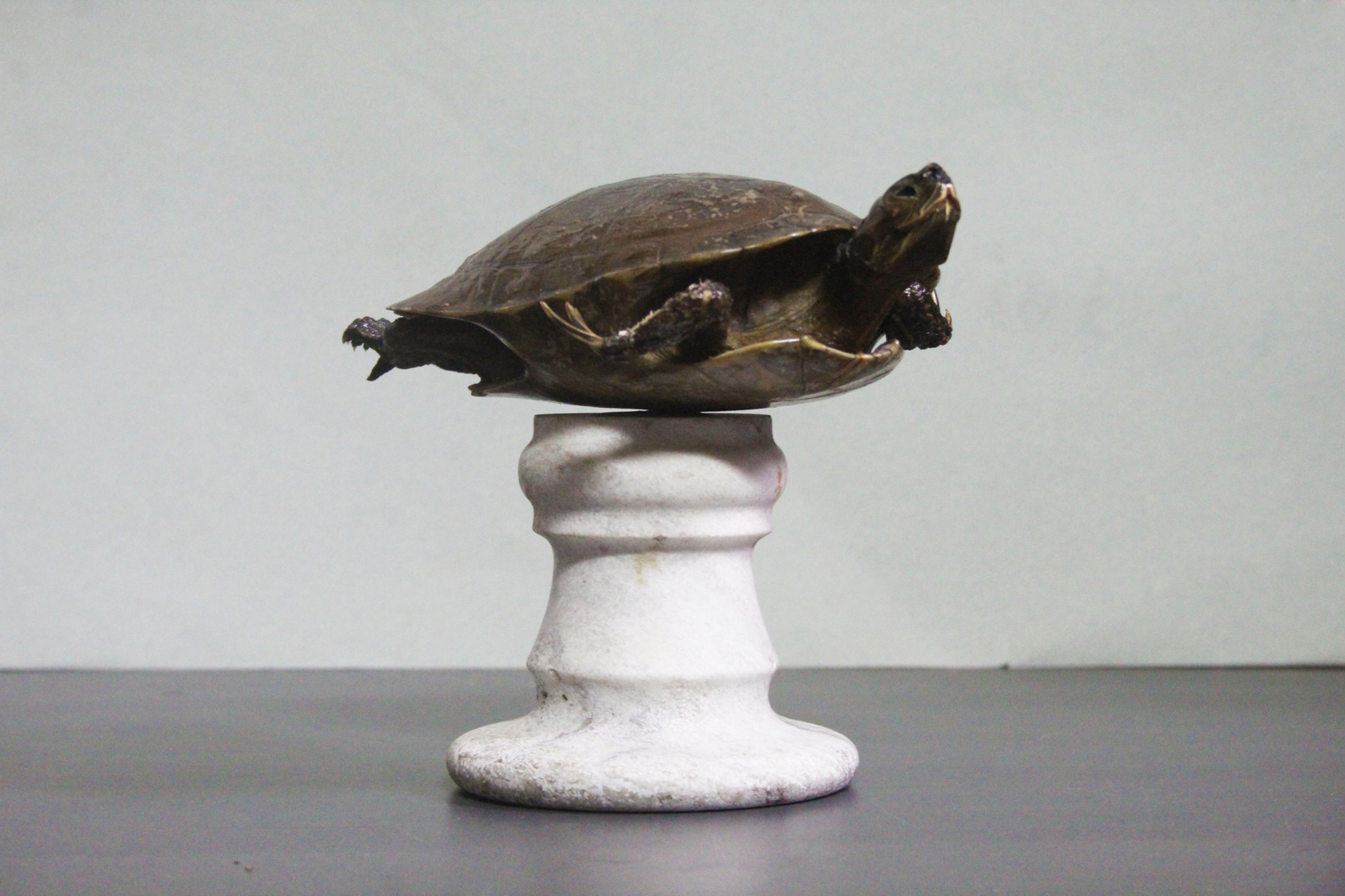 Esemplare mummificato di tartaruga, trachemys scripta