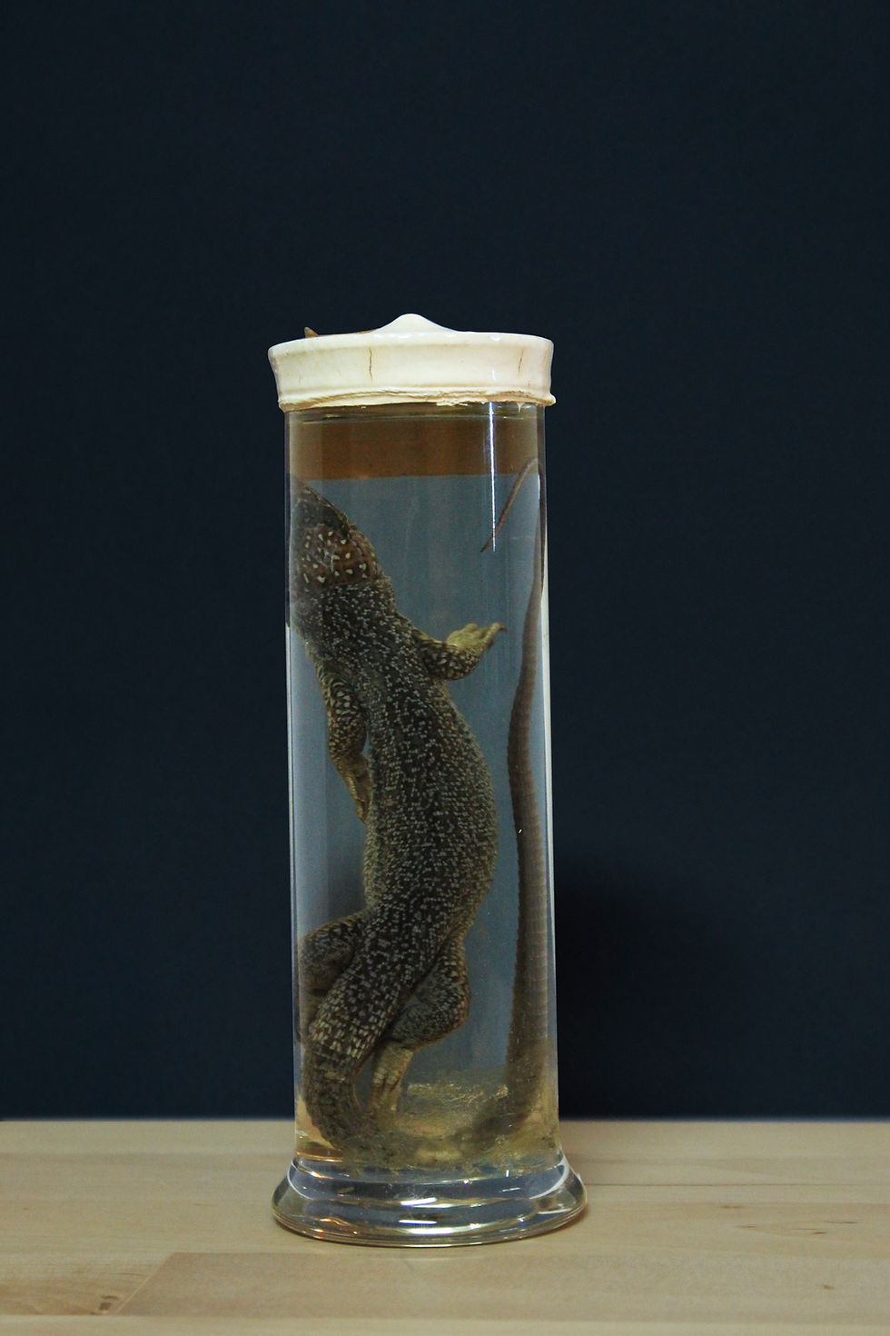 Miniatura: Green lizard specimen brand Paravia, first half of 20th century