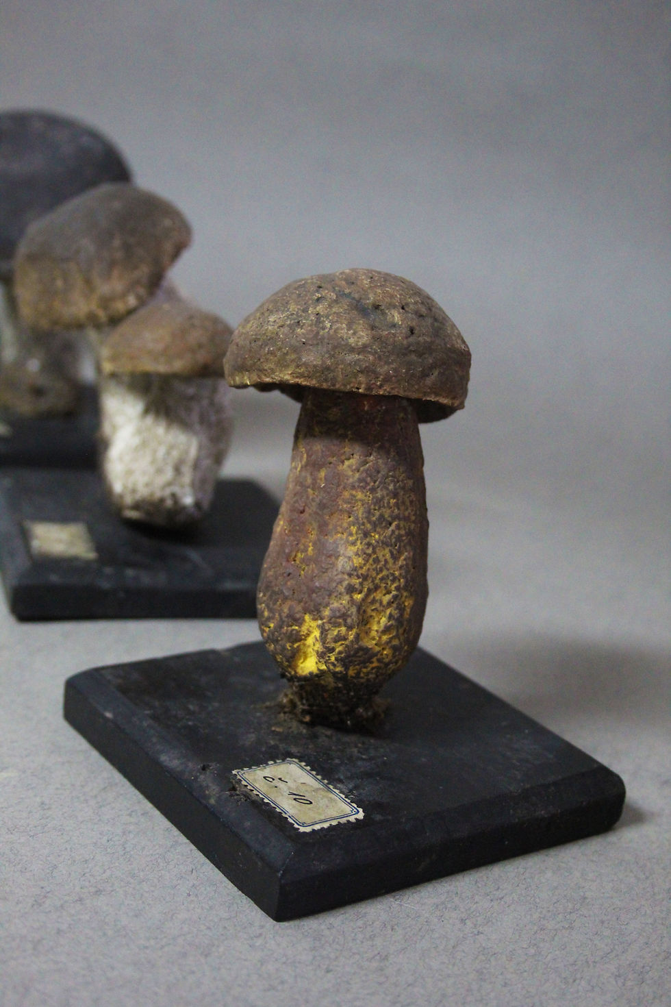 Miniatura: 2 Modelli micologici del XIX secolo
