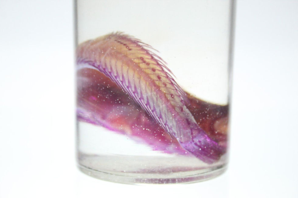 Thumbnail: Collection of 6 diaphanous specimens