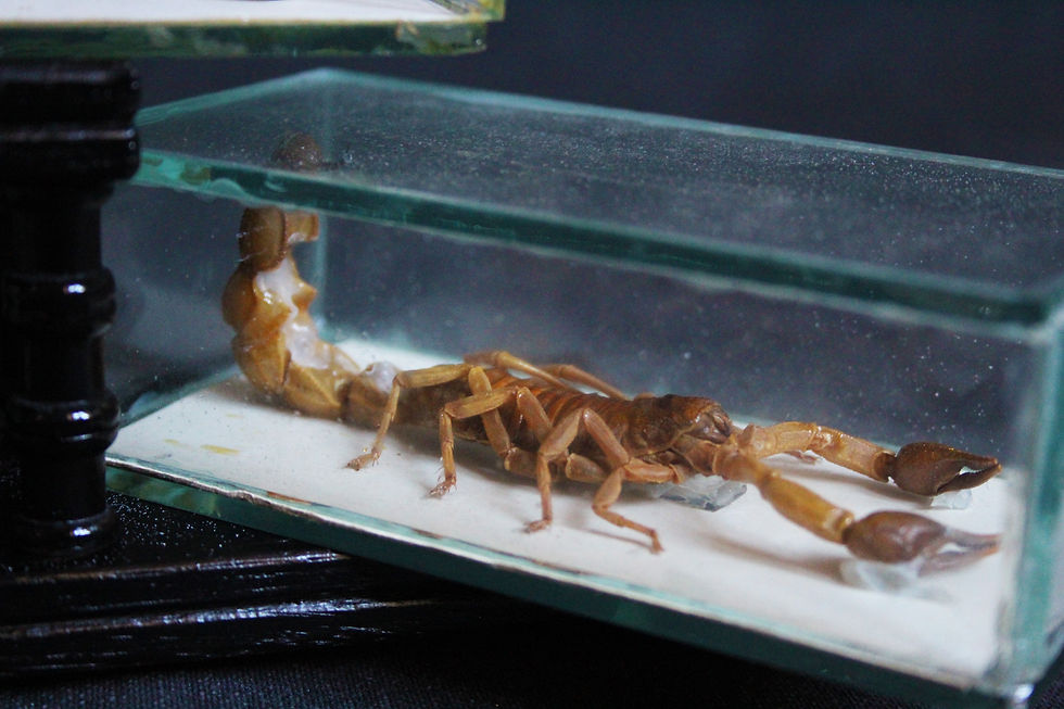 Miniatura: Set di 3 teche, camaleonte mummificato e scorpioni