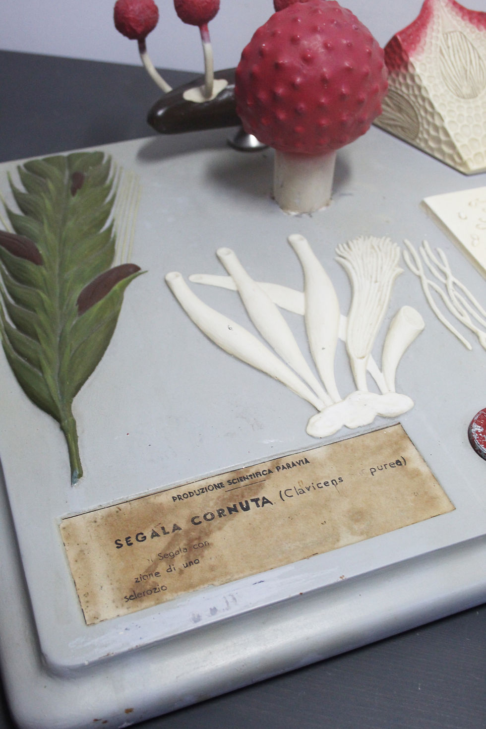 Miniatura: Modello didattico botanico vintage Paravia – Segala Cornuta