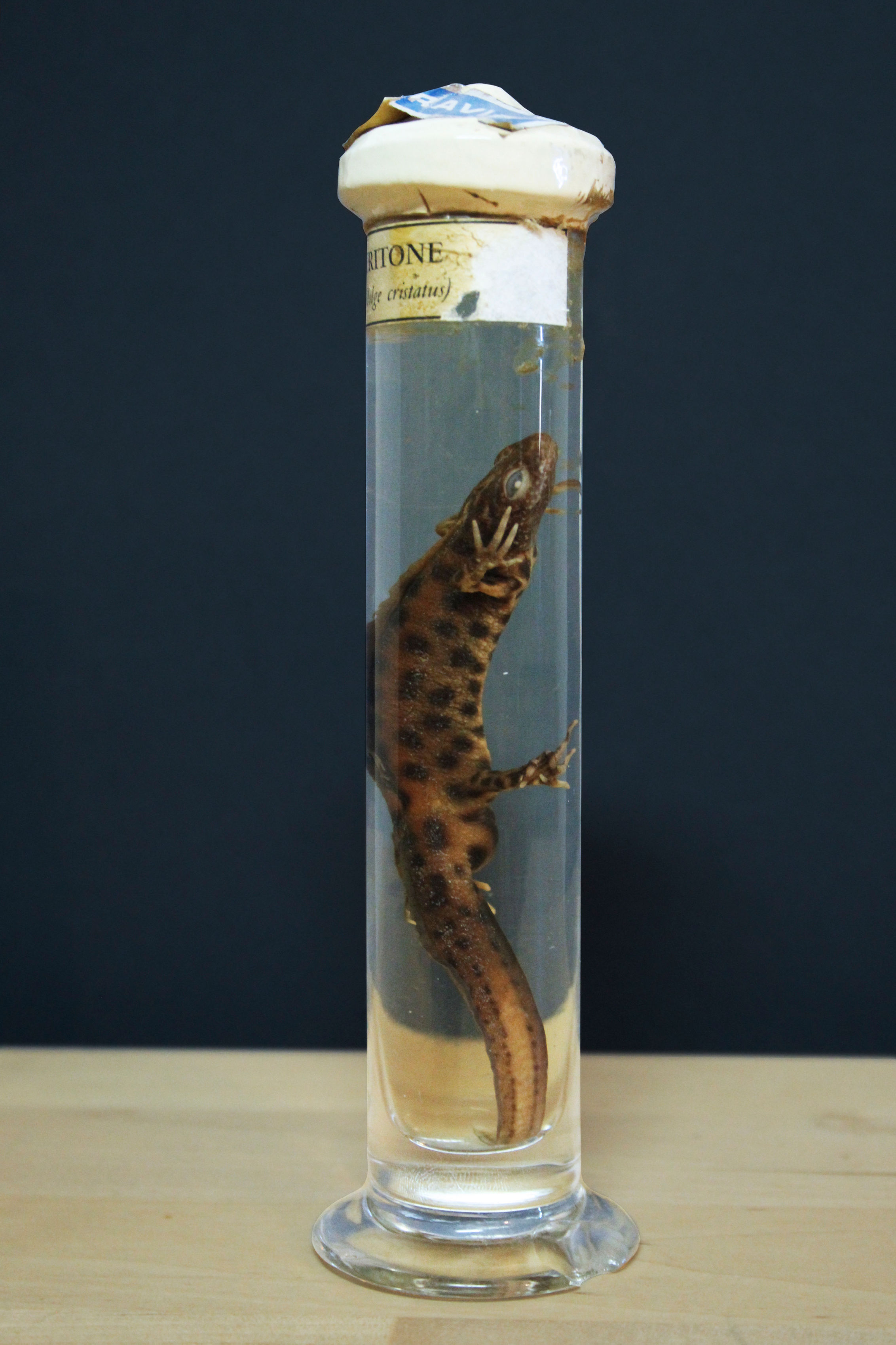Newt specimen brand Paravia, first half of 20th century