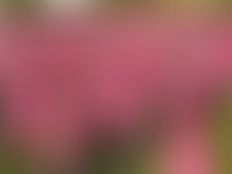 Octobre Rose : les Elles de l’Orne prêtes à mobiliser Alençon pour une 12e édition