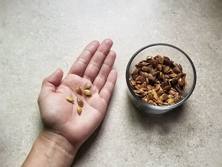 Acorn Squash Seeds!
