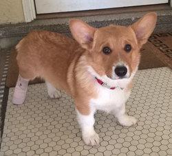 Dexter with his cast =(