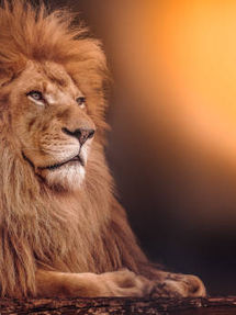 In the Stars July 20-27, 2025 . . . Shining Light on the Astrology of the Week