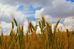 In the Stars August 24-31, 2025 . . . Shining Light on the Astrology of the Week
