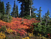 In the Stars November 9-16, 2025 . . . Shining Light on the Astrology of the Week