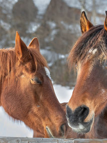 In the Stars January 18-25, 2026 . . . Shining Light on the Astrology of the Week