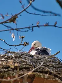 In the Stars March 15-22, 2026 . . . Shining Light on the Astrology of the Week