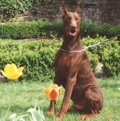 Univers San Michaels del Littorio