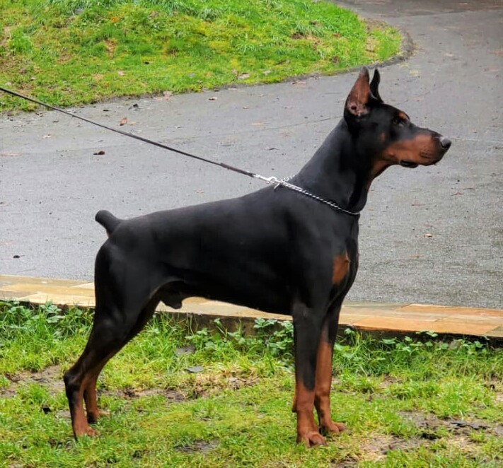 Can.Gran Ch.Int.Ch. Orlando Osea Golden Light del Littorio.jpg