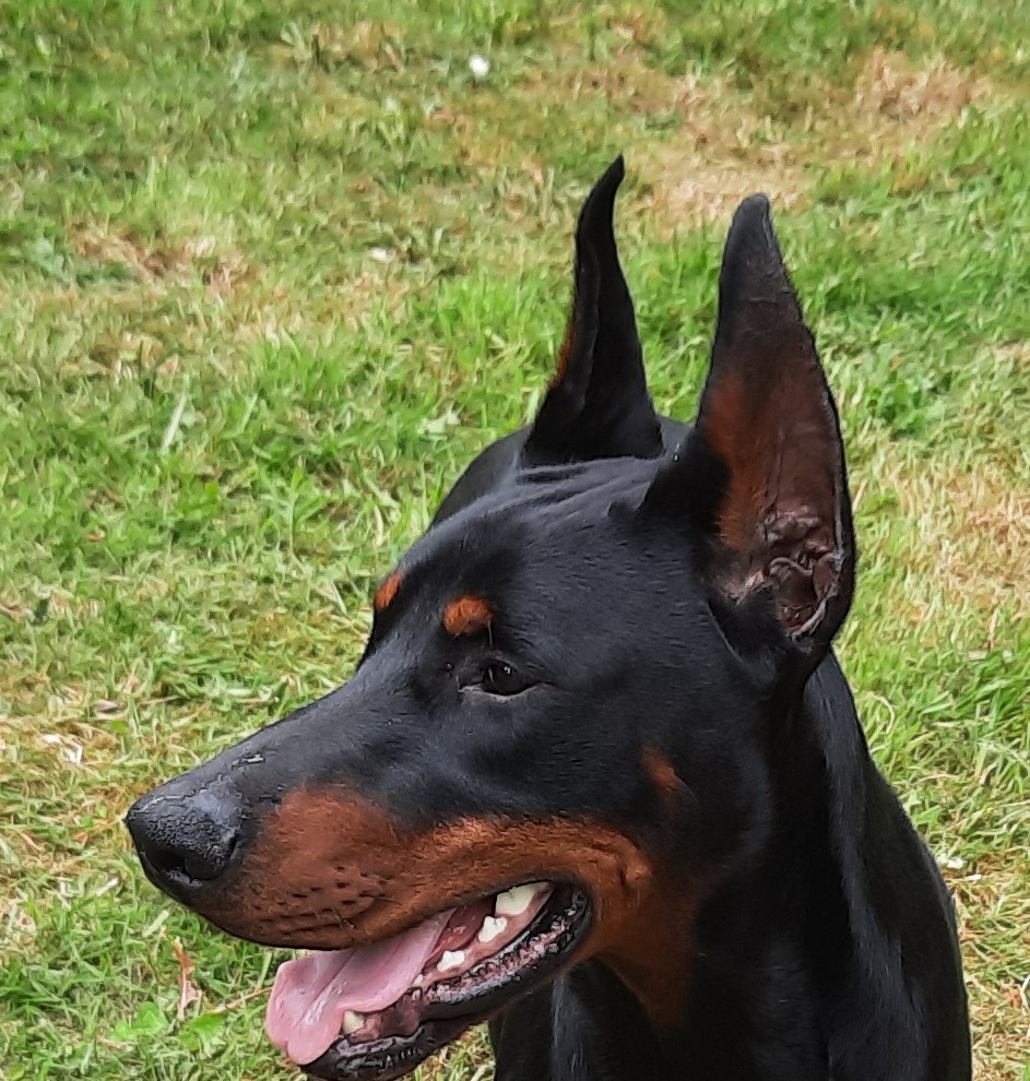 Ronnie de Akido San - 12 months old - head details