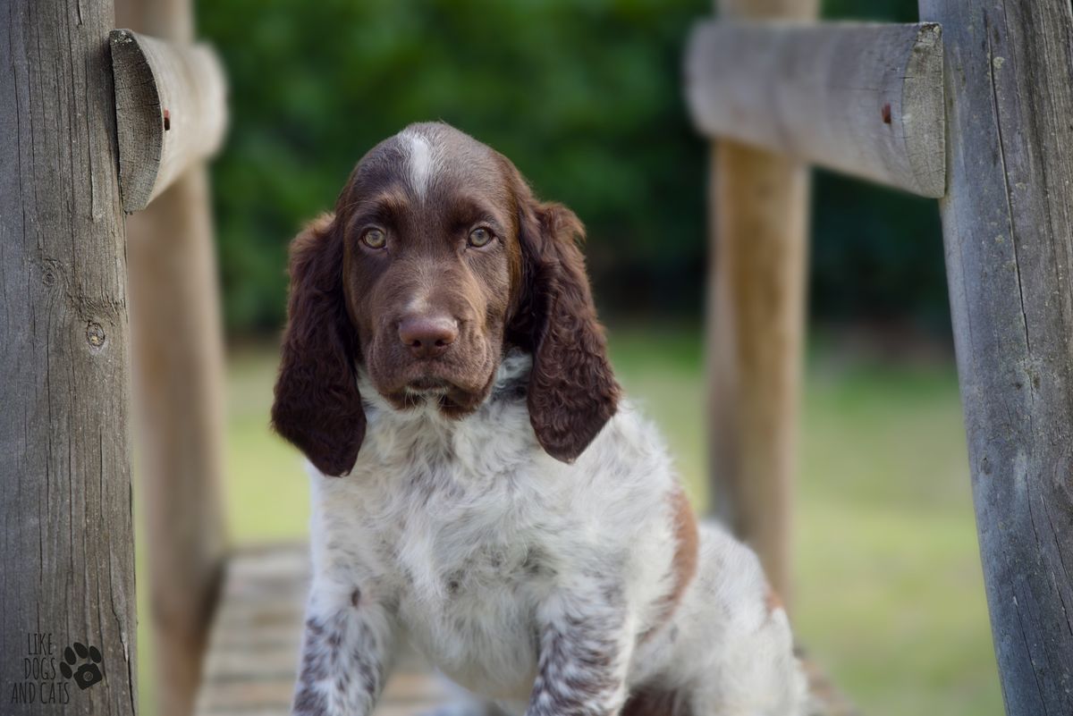 Vos Amis Commechiensetchats