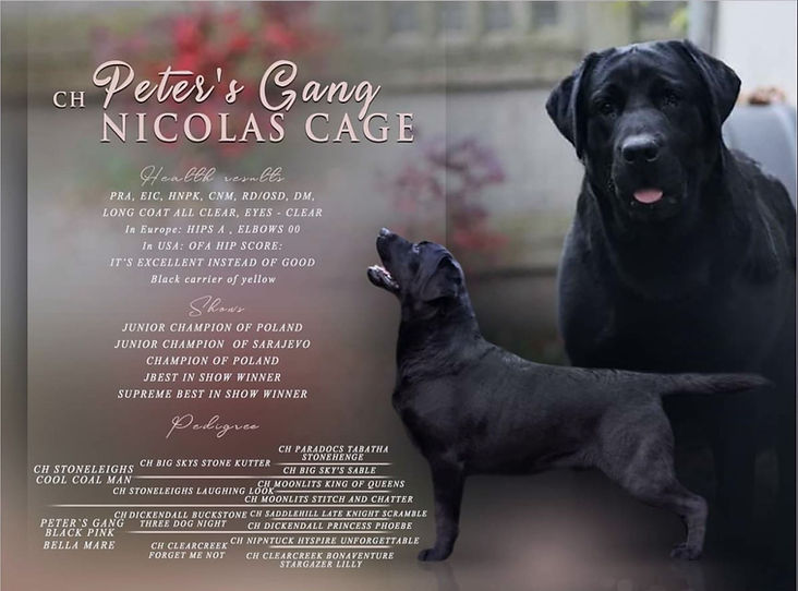 Nicolas Cage.JPG