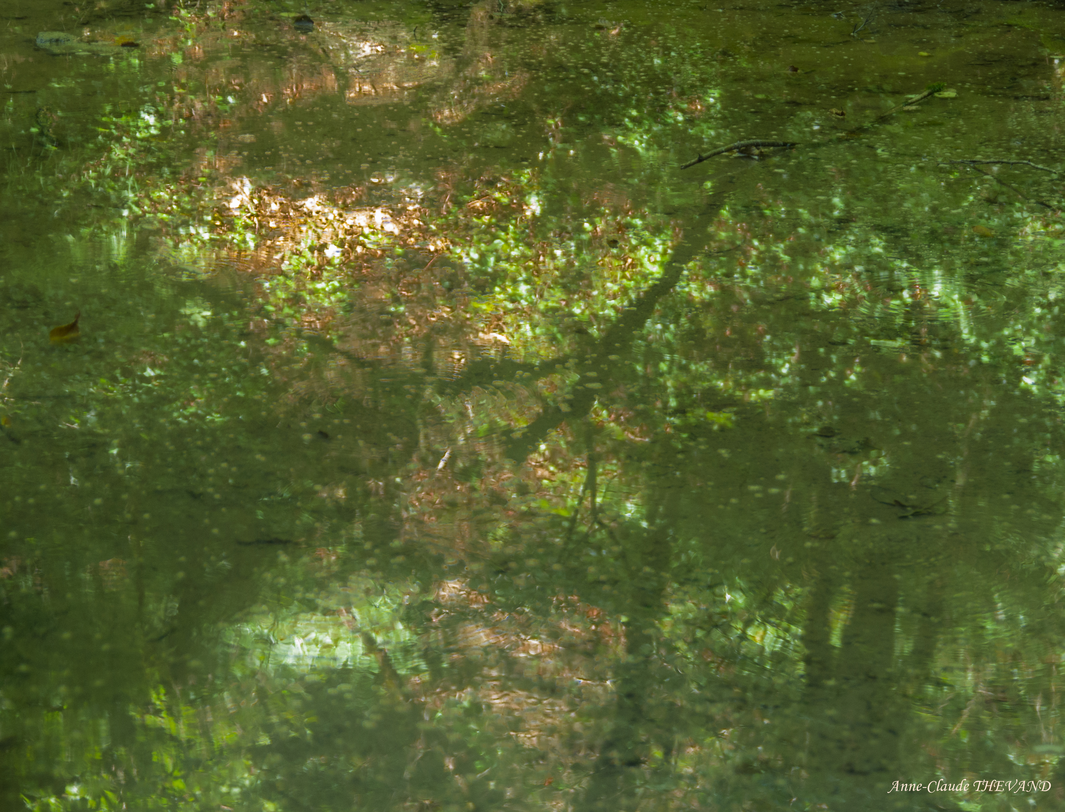 Impressions aquatiques