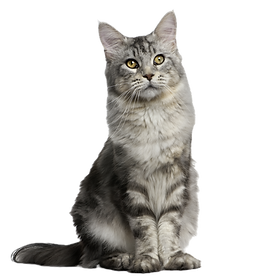 Cat_edited.png