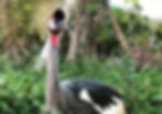 Spike%20-%20Crowned%20Crane%203_edited