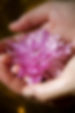 Flower%20in%20Hand%20_edited.jpg