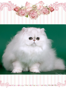 chinchilla silver persians, shaded silver persians