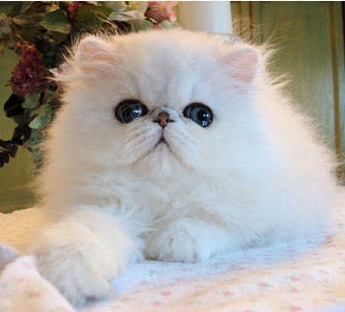 silver chinchilla persian kittens for sale