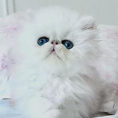 kitty4_edited_edited_edited.jpg
