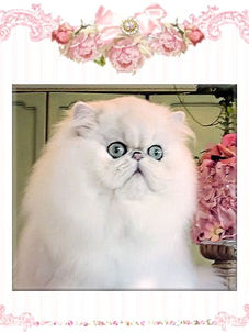 CFA award winning chinchilla persians