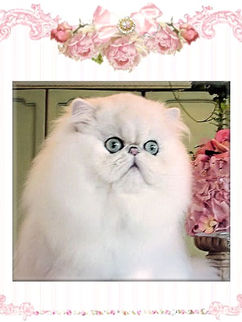 CFA award winning chinchilla persians