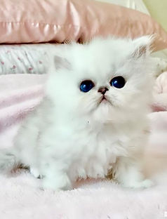 shaded silver kittens, shaded silver persians, chinchilla kittens, kittens for sale, chinchilla silver persian kittens for sale, shaded chinchilla kittens for sale, shaded silver persians, persian kittens for sale