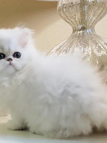 Shaded Silver Kittens, Chinchilla persians, Chinchilla kittens, shaded silver kittens, shaded silver persians, chinchilla persians