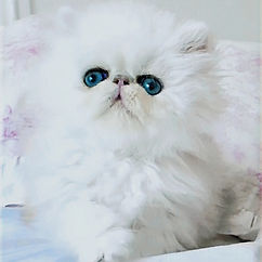 kitty4_edited_edited_edited_edited_edite