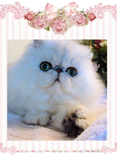 chinchilla silver persians, shaded silver persians