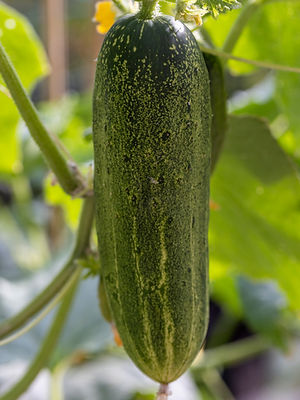 Pickling Cucumbers licensed.jpeg