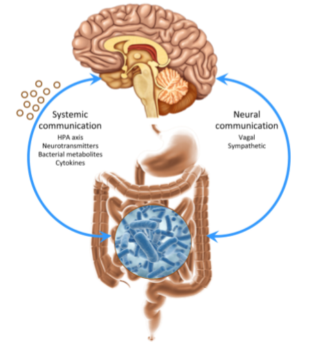 Comunicação bidirecional microbiota-cérebro. Fonte: Mayer etal,2014