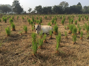 Lemongrass.JPG