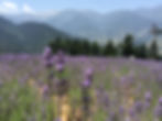 Lavender Farm 3.JPG