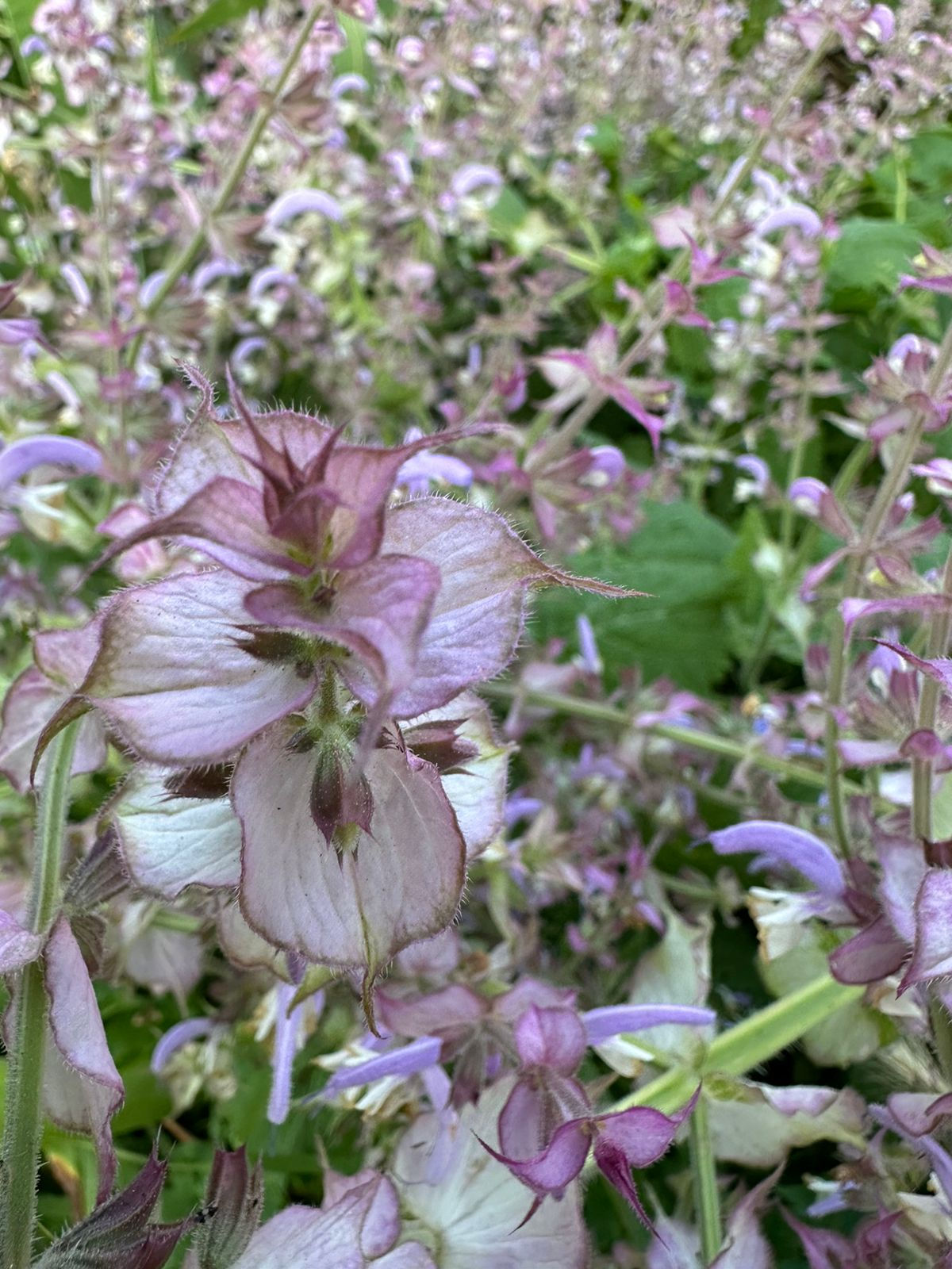 Clary Sage Essential Oil, Himalaya