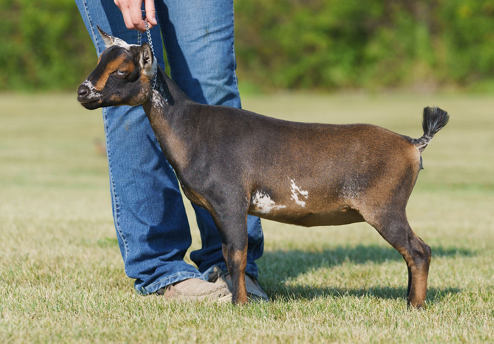 Littermate Sister - Key Hill DD Devil in Her Heart