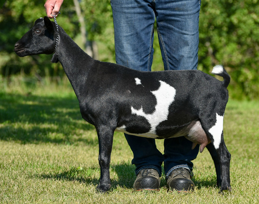 Daughter - Key Hill MP MostValuablePlaya 2*M 2*P GP83